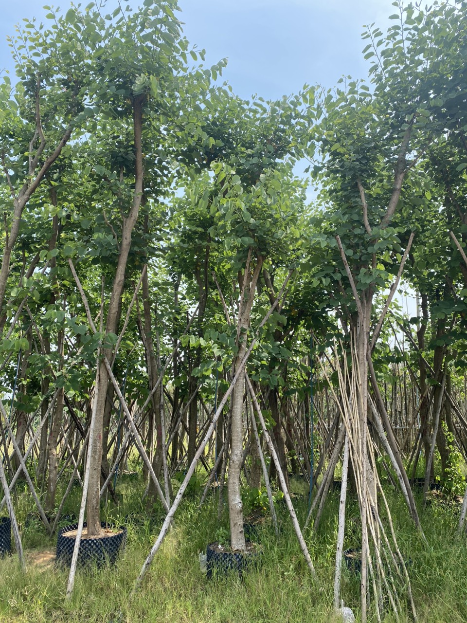 Cây hoa ban, H=3-4m, ĐK= 10-15cm