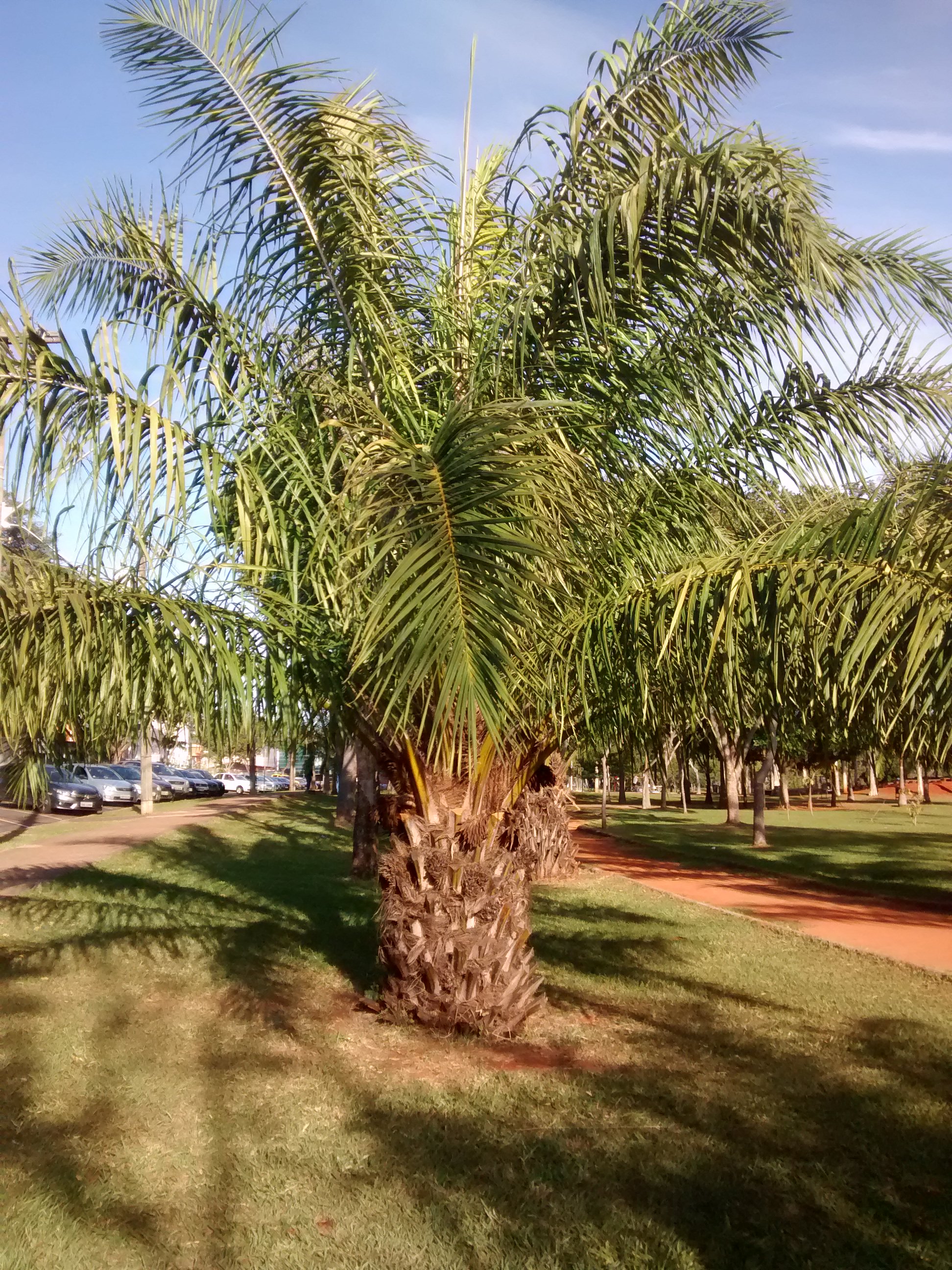 Cây cọ dầu, H=3-4m, ĐK= 20-25cm