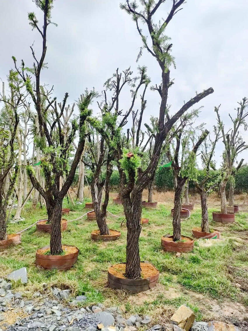 Cây liễu, H=3-4m, ĐK= 10-18cm