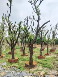 Cây liễu, H=3-4m, ĐK= 10-18cm