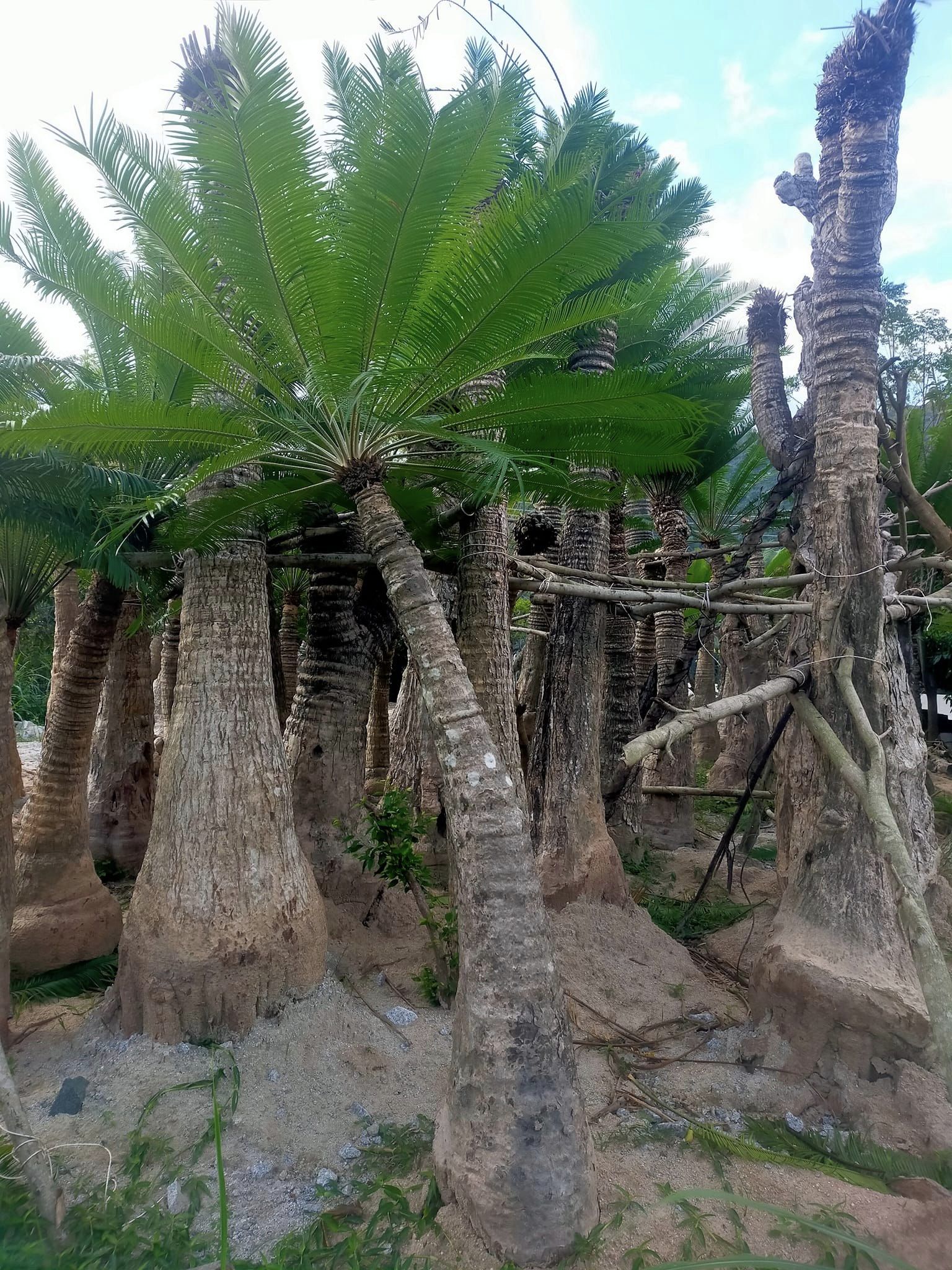 Cây thiên tuế, H=1,5-2m