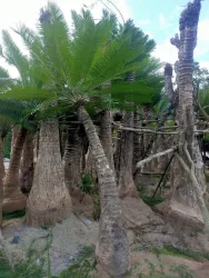 Cây thiên tuế, H=1,5-2m