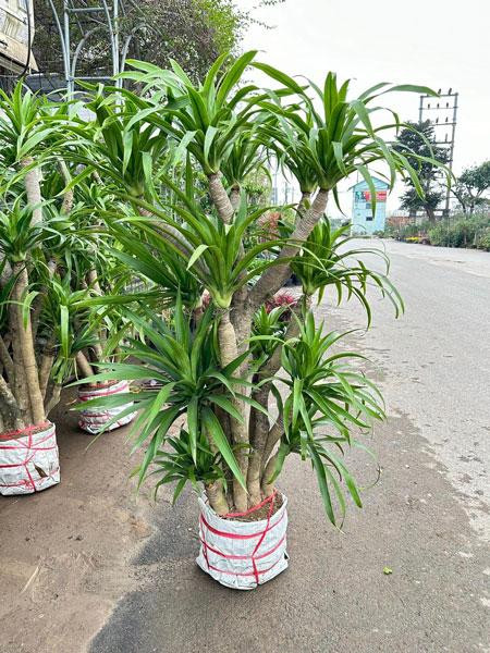 Cây đại lộc núi, H=1-2m