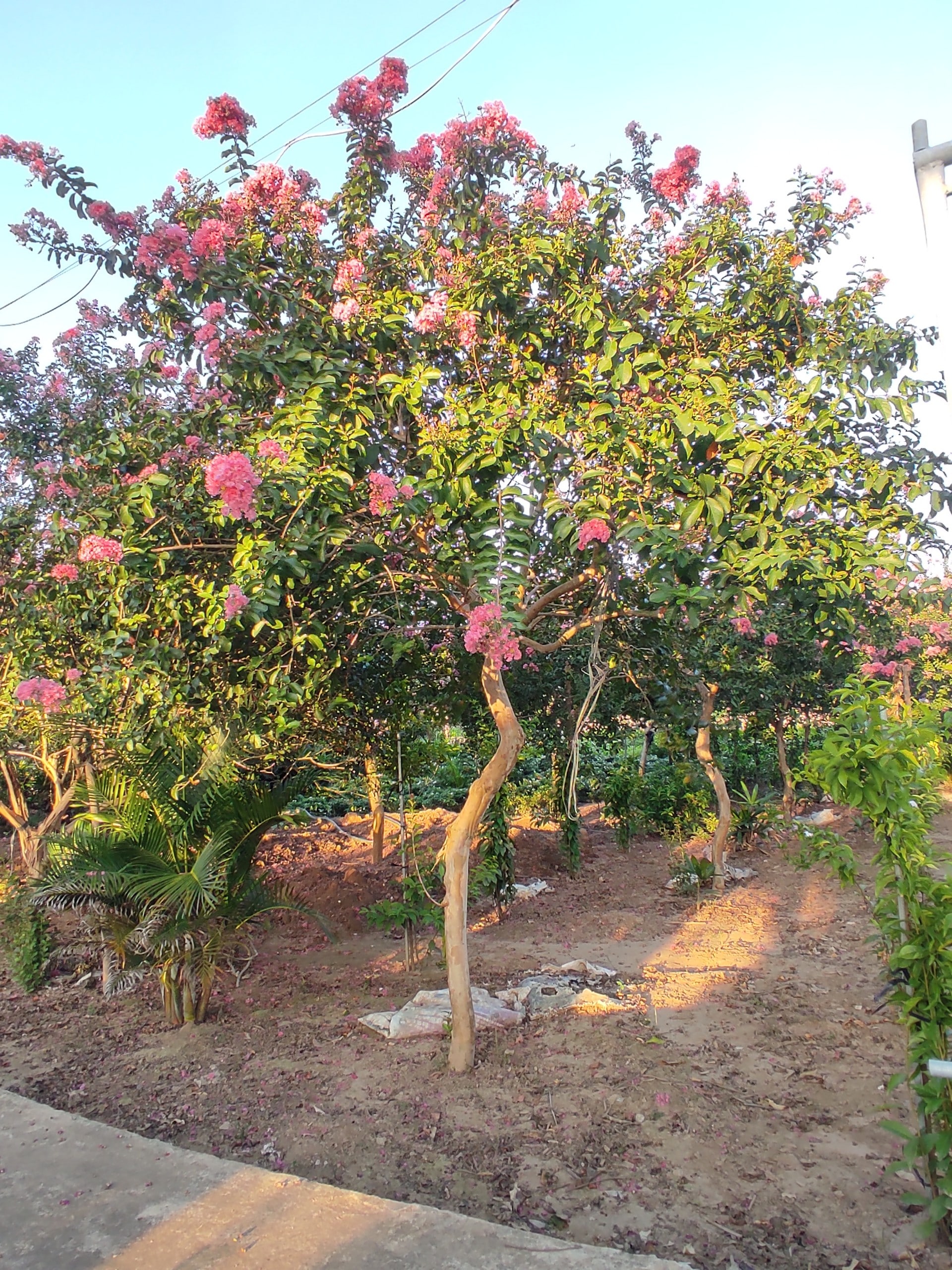 Cây tường vy, H=1-2m