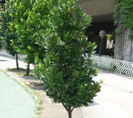 Cây phúc, H=1-2m