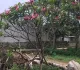 cay-dai-hoa-do