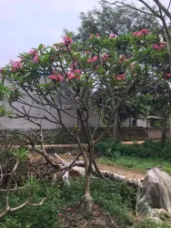 Cây đại, H=1-2m