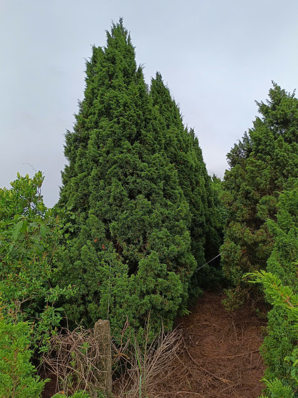Cây tùng tháp, H=1,5-2m
