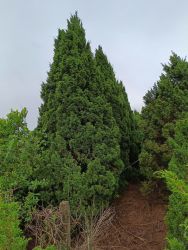 Cây tùng tháp, H=1,5-2m