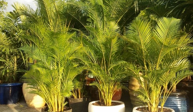 Cây cau vàng. H=0,8-1,2m