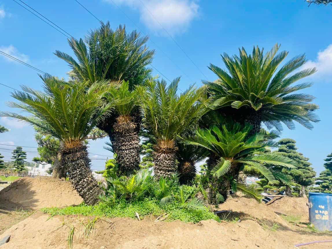 Cây vạn tuế, H=0,5-1m