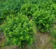 cay-ngau-3