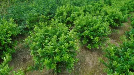 Cây ngâu cầu, H=0,4-0,8m