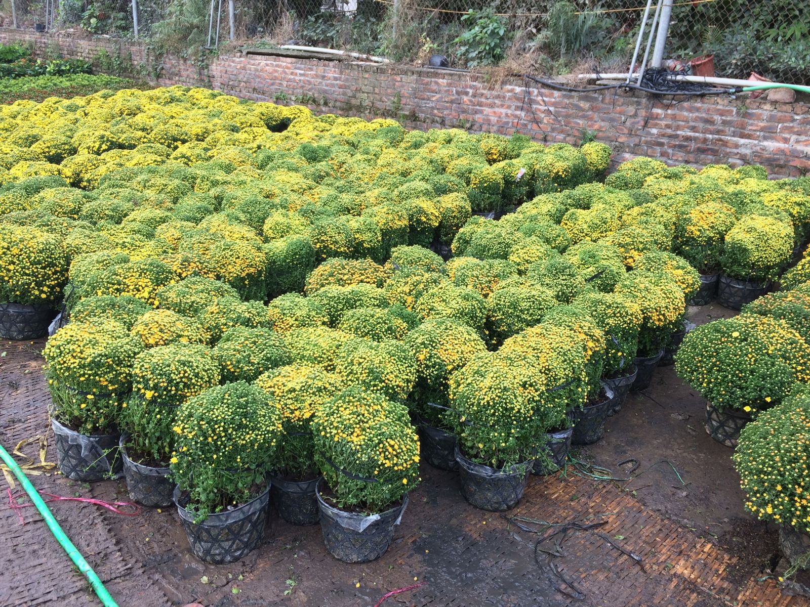 Cây cúc mâm xôi, H=0,4-0,8m