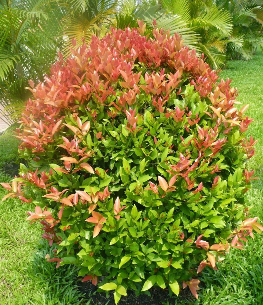 Cây hồng lộc, H=1-1,5m