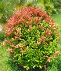 Cây hồng lộc, H=1-1,5m