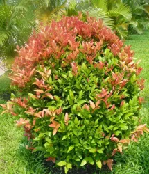 Cây hồng lộc, H=1-1,5m