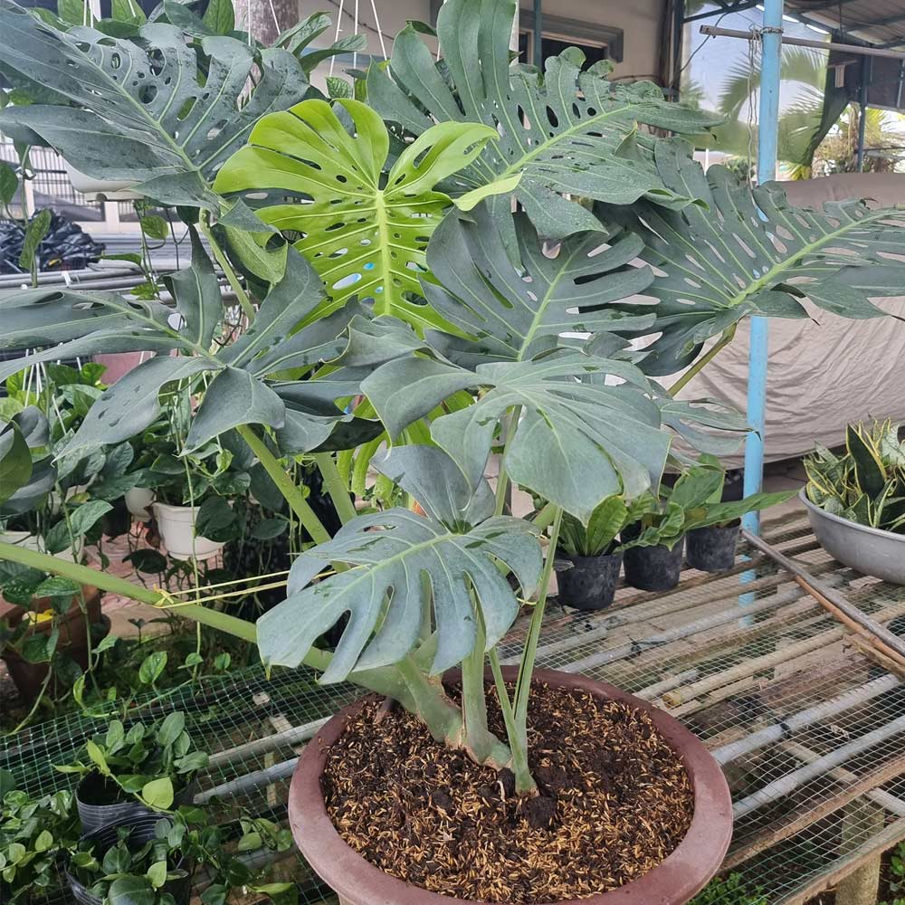 Cây trầu bà lá xẻ, H=0,4-0,6m