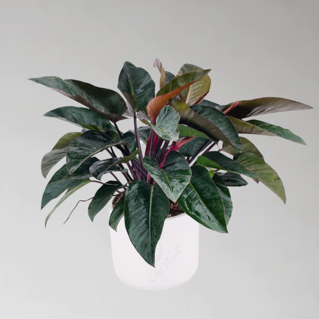 Cây trầu bà đế vương, H=0,4-0,6m