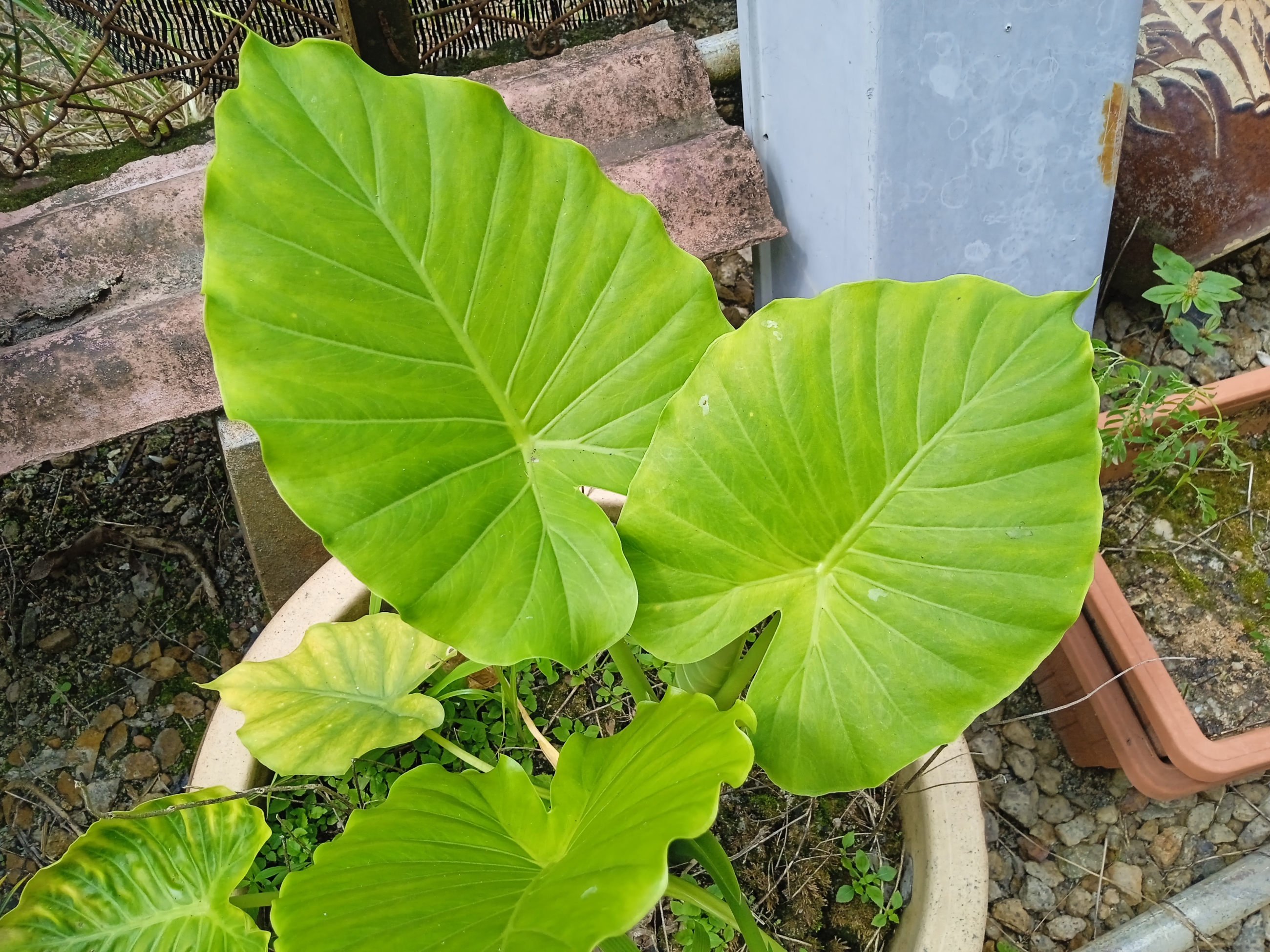 Cây ráy, H=0,5-0,8m