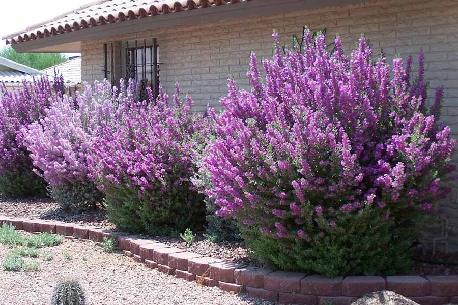 Cây tuyết sơn phi hồng, H=0,3-0,5m