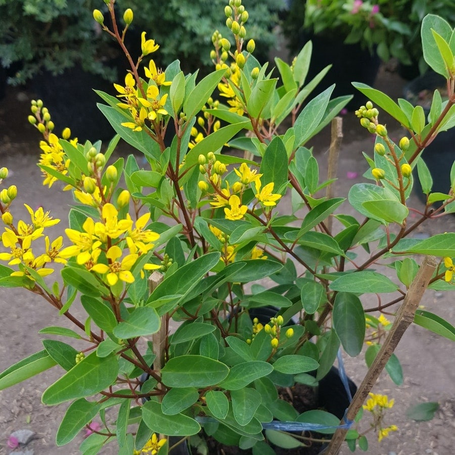 Cây kim đồng, H=0,3-0,5m