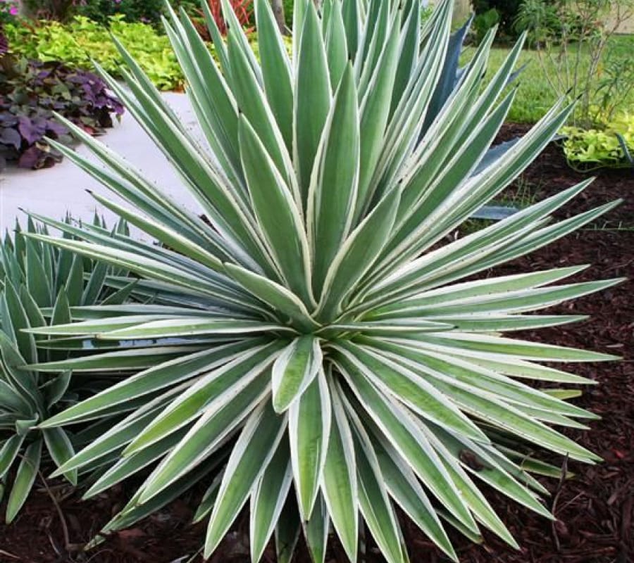 Cây dứa Agao, H=0,15-0,3m