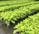 3-cay-la-trang-bach-trang-800-533-cayxanhhoacanh.com_