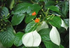 Bướm bạc