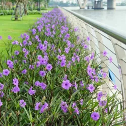 Chiều tím