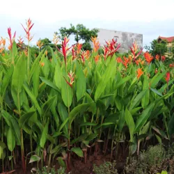 Chuỗi mỏ két