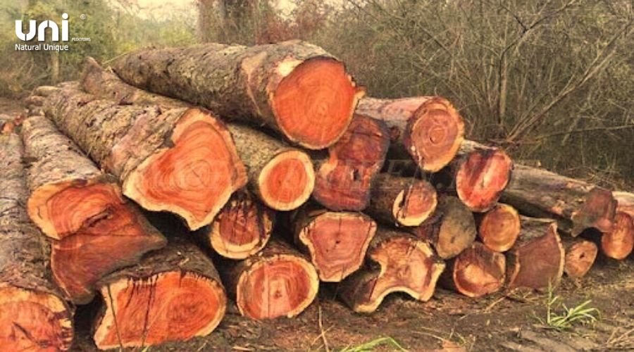 quy trình sản xuất gỗ ván sàn tự nhiên