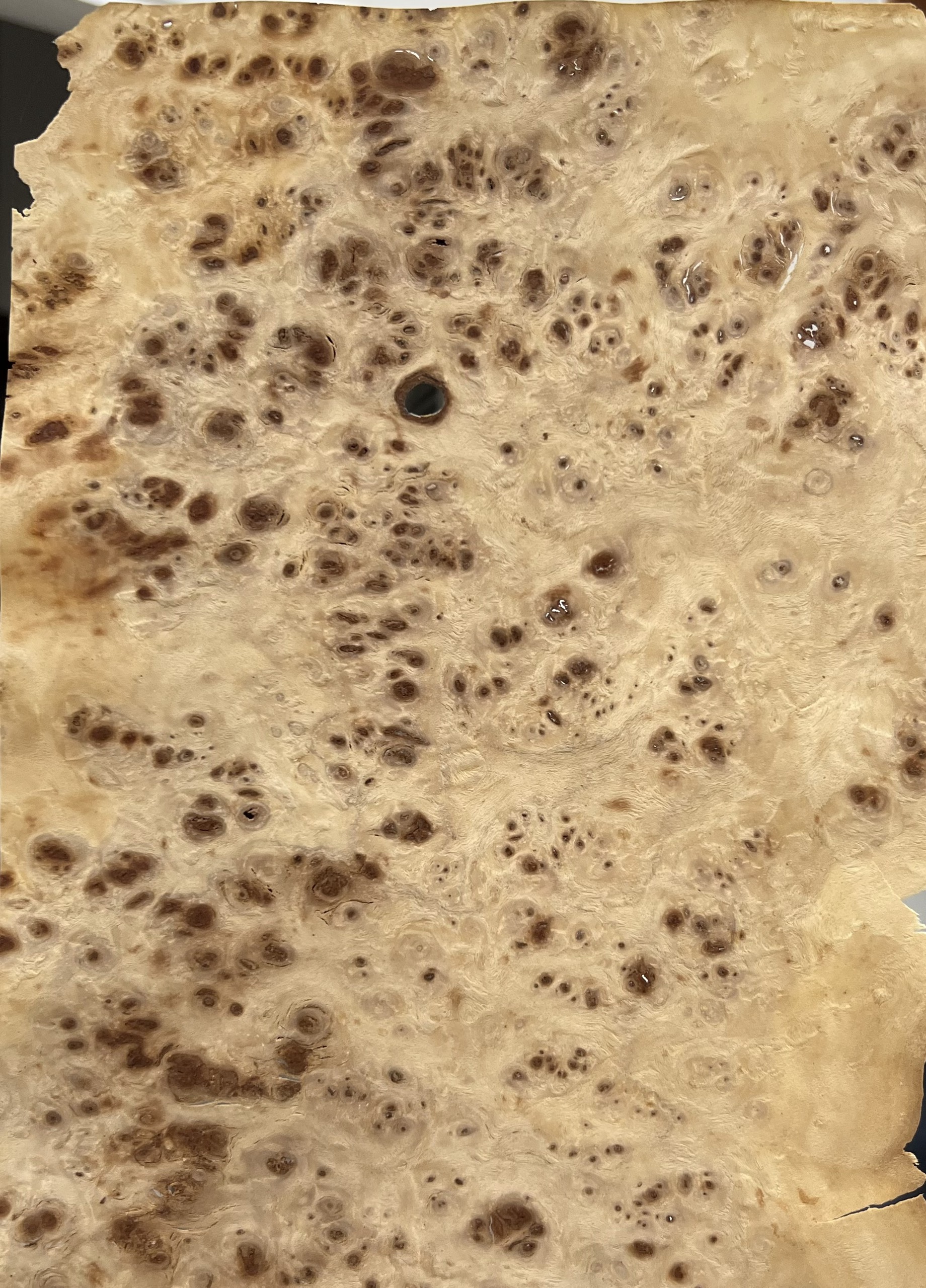 POPLAR BURL