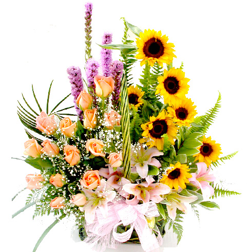 Hoa hướng dương hồng