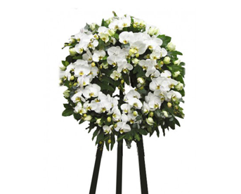 Hoa tang lễ phonh lan