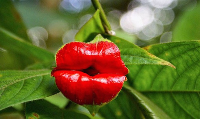 Những loài hoa kỳ lạ nhất hành tinh