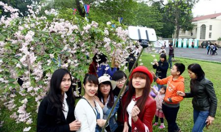 Nhật Bản đề nghị tặng Hà Nội 200 cây hoa anh đào