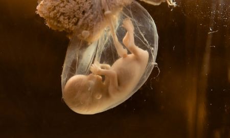 'Em bé ống nghiệm' có gì khác thường