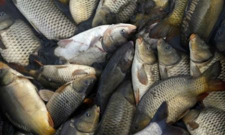 Bà bầu ăn quá nhiều cá khiến con dễ béo ph