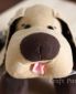 yoyo-dog-big-nose