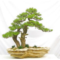 Cây Bonsai 01