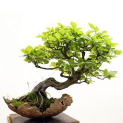Cây Bonsai 02