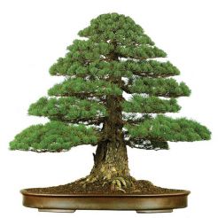 Cây Bonsai 03