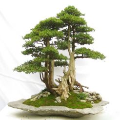 Cây Bonsai 06