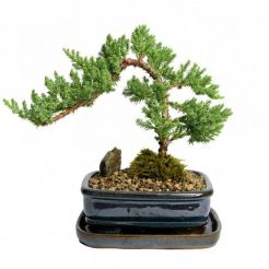 Cây Bonsai 04