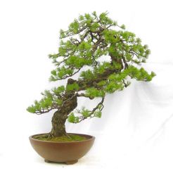 Cây Bonsai 05