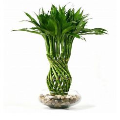 Cây để bàn 05