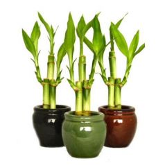 Cây để bàn 04