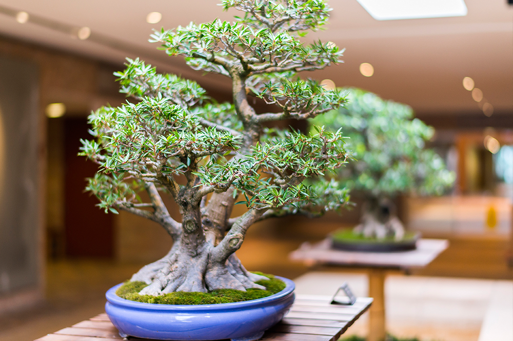 Thú chơi Bonsai của người Little SaiGon