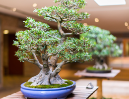 Thú chơi Bonsai của người Little SaiGon